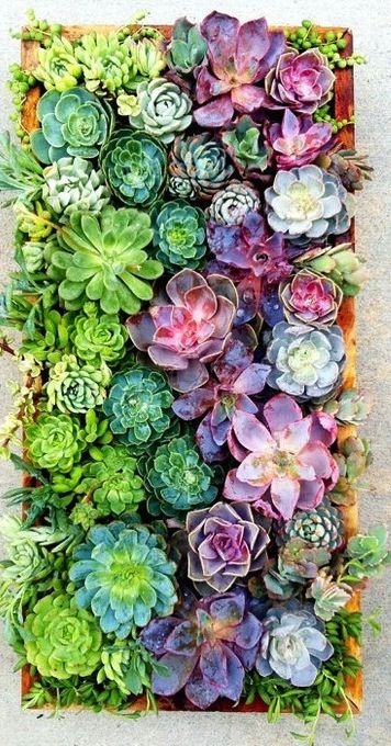 Succulents Galore